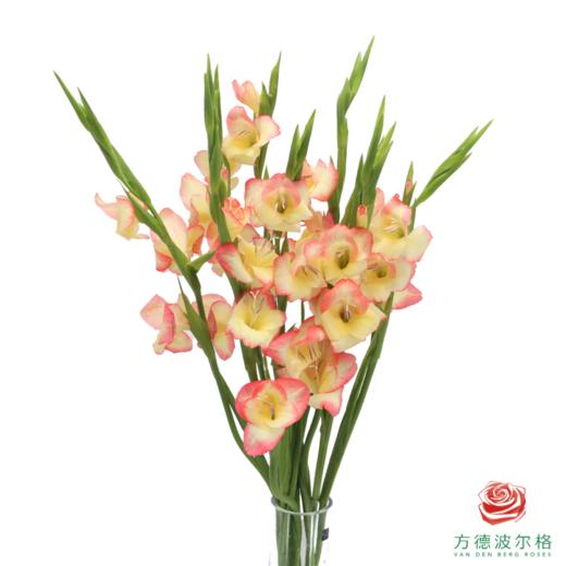 mini剑兰 拉斯维加斯  5枝一扎 商品图0