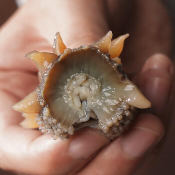 好参道大连淡干海参干货 150g 30只 净制辽刺参海鲜水产礼盒装 /粮油调味 /南北干货 /干海参 商品图4