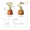 铜师傅《金色财富树》客厅桌面富贵树铜摆件 家居装饰工艺品摆件 商品缩略图5