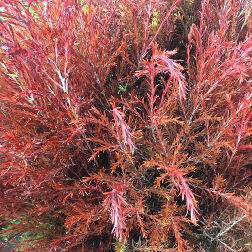 千层金 商品图2