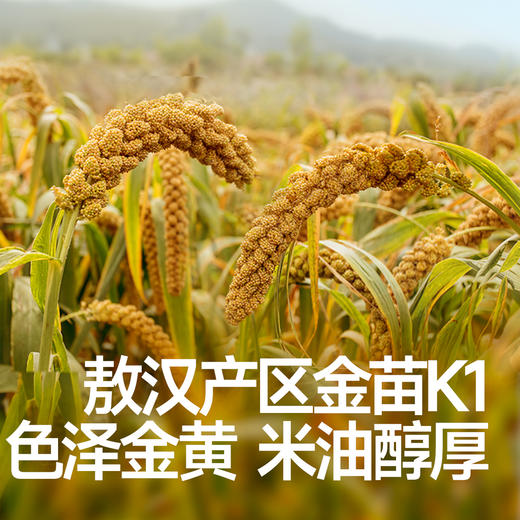 【主辅食】有机黄小米300g，送辅食食谱 商品图1