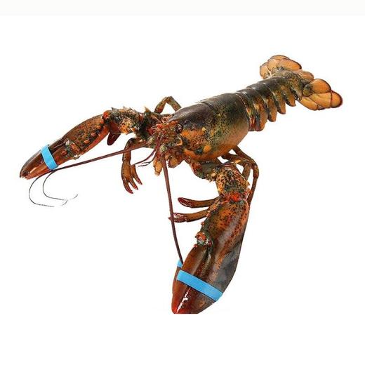 【预售 提货时间：5.16-5.18】小波士顿龙虾（只）122052 商品图0