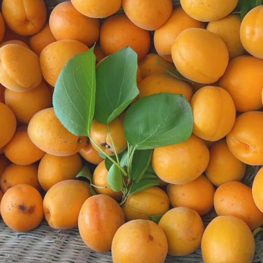 【十堰主城区包邮】新鲜水果 郧阳区安阳镇金太阳大黄杏 3斤装 商品图3