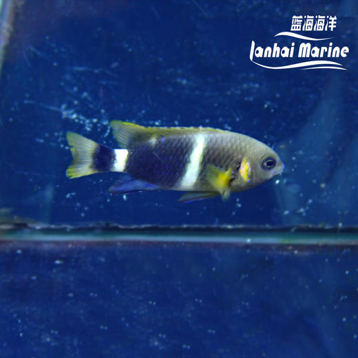 白间魔 商品图5