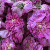 【大马士革玫瑰花茶】大理有机种植 /头水花/冻干花茶/新货包邮 商品缩略图5