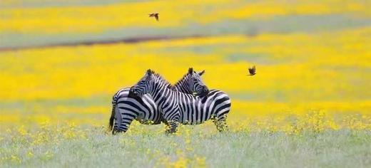 坦桑尼亚 “花与大力士“ 5月4人团 商品图2