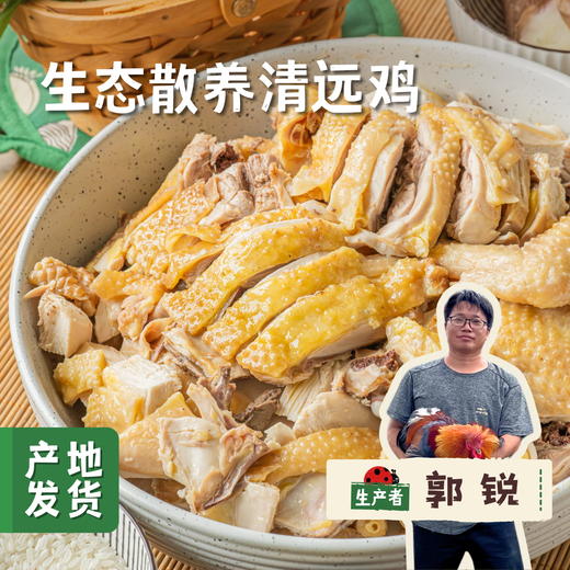生态散养清远鸡（阉公鸡）| 合作农友生产，产自广州从化，生产者：郭锐 *【公平贸易农人定价】 商品图0