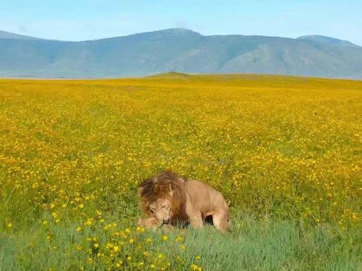 坦桑尼亚 “花与大力士“ 5月4人团 商品图1