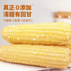 金沃瑞丰有机 白糯玉米棒220g*5根＞2.2斤 新鲜甜粘黏真空 非转基因 早餐 /粮油调味 /杂粮 /谷米类 商品缩略图3