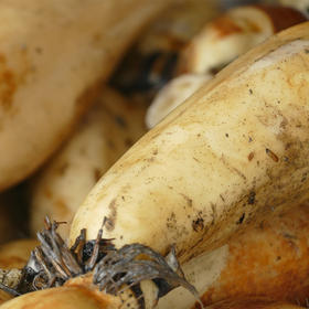 【新垦地标莲藕】2025当季广东特产 万顷沙新鲜莲藕