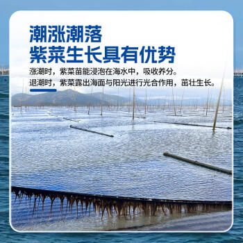滩之涂头水紫菜40g特级火锅食材冲泡即食幼嫩无沙免洗南北干货虾皮蛋花 /粮油调味 /南北干货 /鱼虾贝藻类干货 商品图1