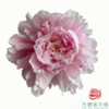 芍药 粉盘藏珠 5枝一扎 商品缩略图1