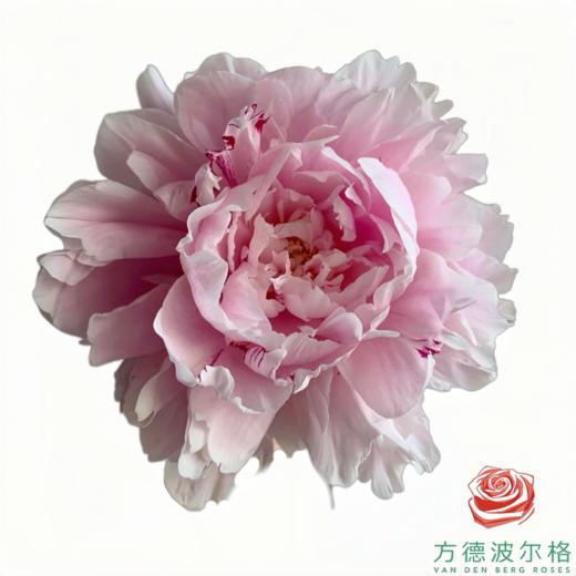 芍药 粉盘藏珠 5枝一扎 商品图1