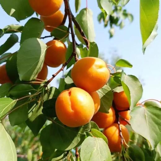 【十堰主城区包邮】新鲜水果 郧阳区安阳镇金太阳大黄杏 3斤装 商品图1