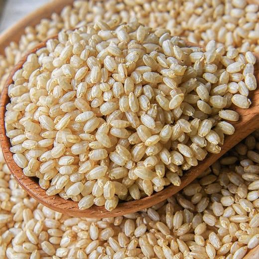 2025年新米29.9起四方五味发芽糙米自然萌芽至0.5-1mm的黄金芽发芽率高达94%无需浸泡易煮烂基地直邮 商品图0