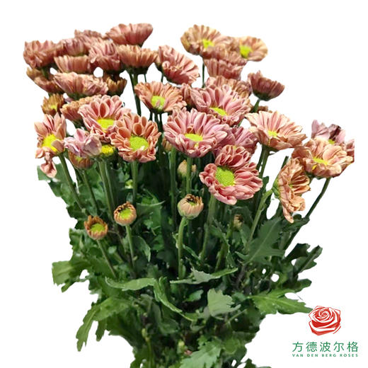 市场小菊-罗西橙 10枝/扎 商品图2