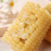 金沃瑞丰有机 白糯玉米棒220g*5根＞2.2斤 新鲜甜粘黏真空 非转基因 早餐 /粮油调味 /杂粮 /谷米类 商品缩略图1