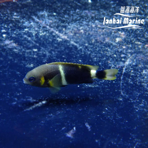 白间魔 商品图3