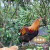 生态散养清远鸡（阉公鸡）| 合作农友生产，产自广州从化，生产者：郭锐 *【公平贸易农人定价】 商品缩略图5