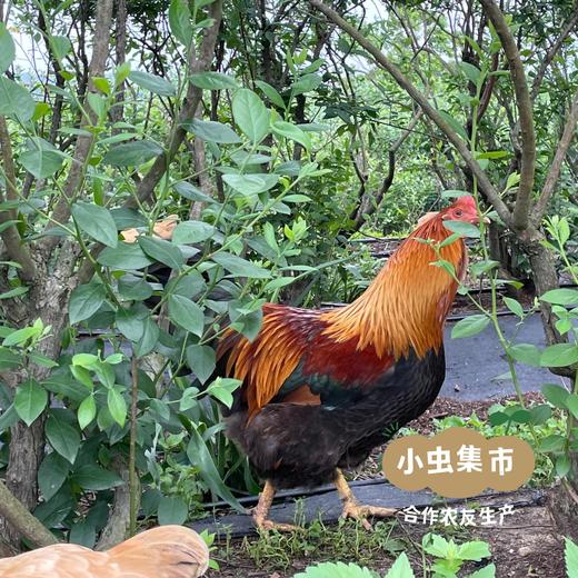 生态散养清远鸡（阉公鸡）| 合作农友生产，产自广州从化，生产者：郭锐 *【公平贸易农人定价】 商品图5
