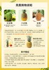 海南金钻凤梨4.5斤/8.5斤 商品缩略图5