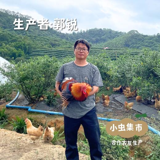 生态散养清远鸡（阉公鸡）| 合作农友生产，产自广州从化，生产者：郭锐 *【公平贸易农人定价】 商品图4
