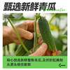 冠利酸甜青瓜670g 德国原装进口酸黄瓜 面包三明治西餐配菜腌黄瓜即食 /粮油调味 /调味品 /榨菜/酱腌菜 商品缩略图3