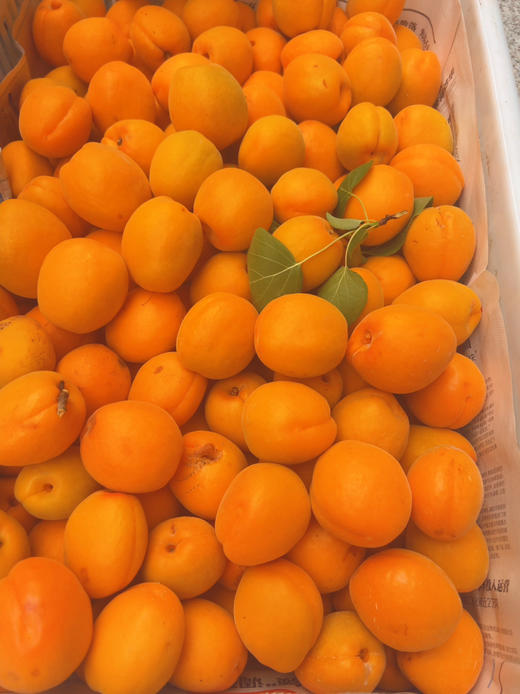 郧阳区黄杏 商品图0