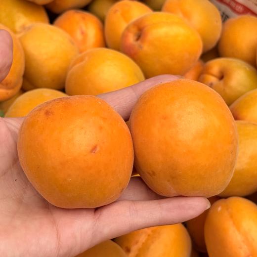 【十堰主城区包邮】新鲜水果 郧阳区安阳镇金太阳大黄杏 3斤装 商品图2