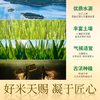 花中花 汉王丝苗香米20斤 南方大米长粒香米一级籼米家庭真空包装10KG /粮油调味 /米 /丝苗米 商品缩略图5
