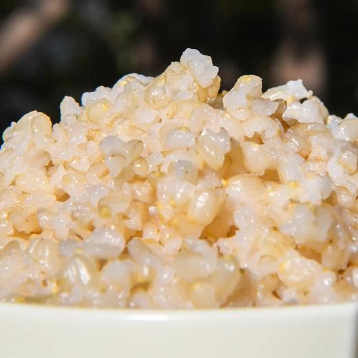 2025年新米29.9起四方五味发芽糙米自然萌芽至0.5-1mm的黄金芽发芽率高达94%无需浸泡易煮烂基地直邮 商品图2