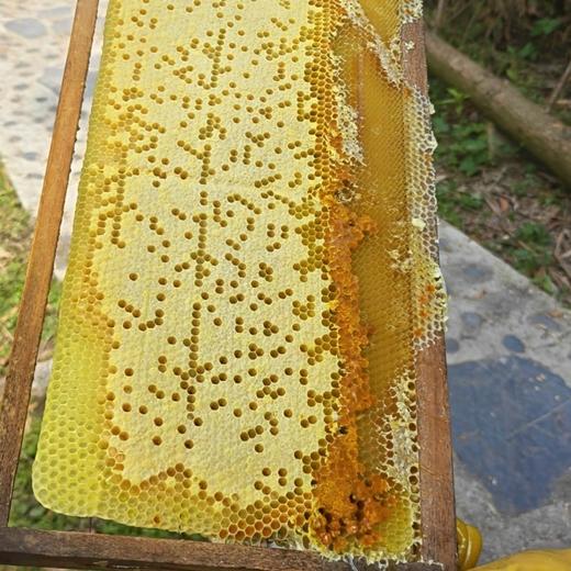 【山界好物】斜源黄柏蜂蜜380g农家土蜂蜜 商品图4