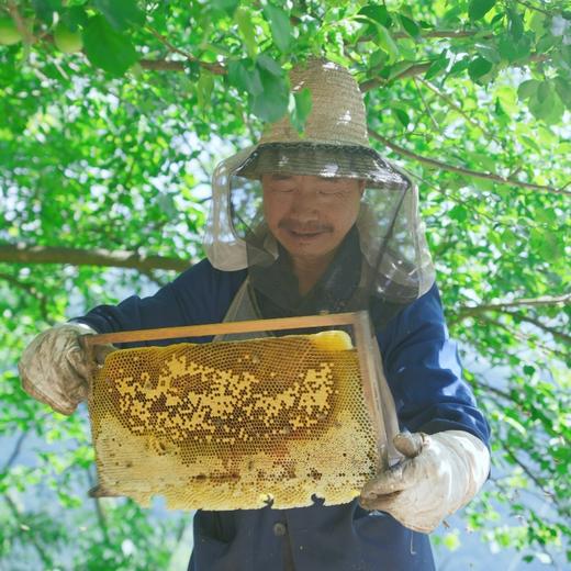 【山界好物】斜源黄柏蜂蜜380g农家土蜂蜜 商品图6