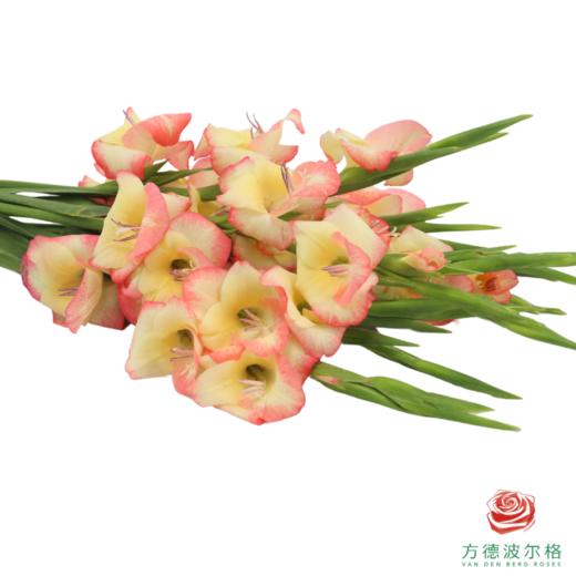 mini剑兰 拉斯维加斯  5枝一扎 商品图2