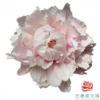 芍药 粉盘藏珠 5枝一扎 商品缩略图0