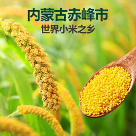 北纯 赤峰大金苗 黄小米5斤/袋（含有多种矿物质小米粥杂粮米） /粮油调味 /杂粮 /谷米类