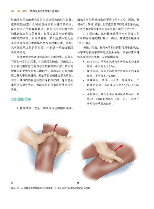 平衡的身体：深层组织与神经肌肉徒手治疗（第4版） 商品图3