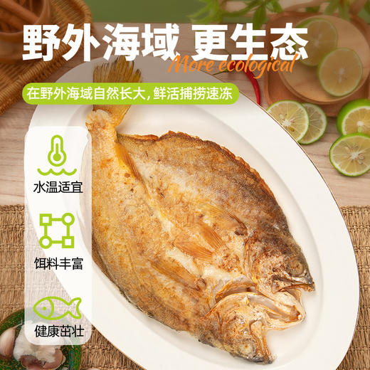 三都港南美黄鱼鲞1.2kg(内含4条) 非养殖速冻锁鲜三去黄花鱼免处理海鲜 商品图3