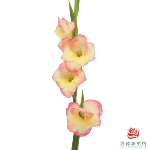 mini剑兰 拉斯维加斯  5枝一扎 商品图1