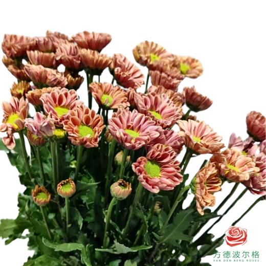 市场小菊-罗西橙 10枝/扎 商品图3