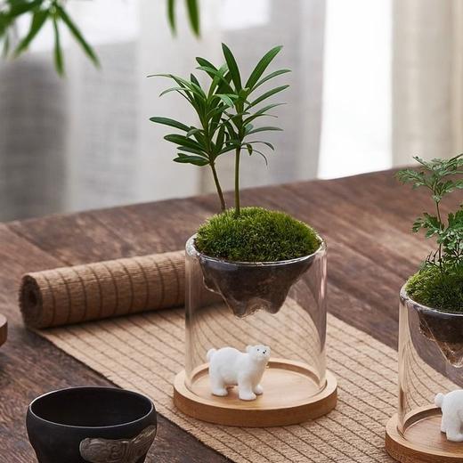 微景观创意礼物盆栽趣味办公室内茶几桌面玻璃苔藓小绿植物 商品图7