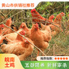 【散养土鸡】新鲜现杀土鸡农家散养老母鸡走地鸡皖南深山散养鸡整只 商品缩略图0