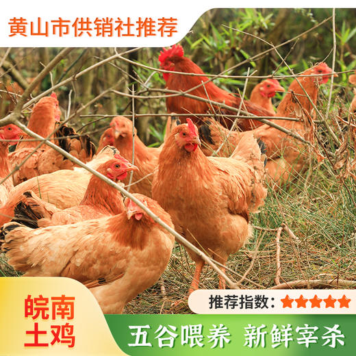 【散养土鸡】新鲜现杀土鸡农家散养老母鸡走地鸡皖南深山散养鸡整只 商品图0