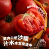 生态河南西红柿 | 合作生产*Eco- tomato | Coprodution 商品缩略图1
