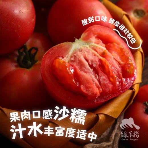 生态河南西红柿 | 合作生产*Eco- tomato | Coprodution 商品图1