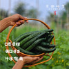 生态露天黄瓜（农场直发-顺丰包邮）| 3斤/5斤装 商品缩略图3