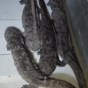 【产地直发】房县人工仿生态养殖娃娃鱼3斤左右 顺丰冷链发货(全国包邮，部分地区除外）