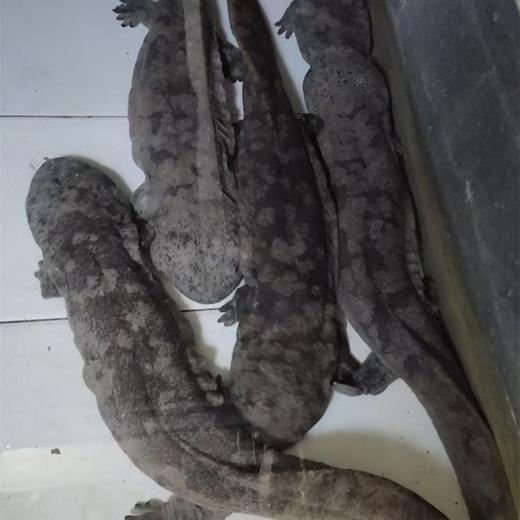 【产地直发】房县人工仿生态养殖娃娃鱼3斤左右 顺丰冷链发货(全国包邮，部分地区除外） 商品图0