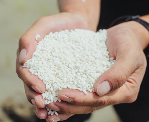 【有机】新疆沙漠乳香米300g 商品图1