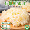 有机鲜银耳100g新鲜蔬菌菇清香软糯糖水煲汤食材无硫熏京津冀满百包邮 商品缩略图0